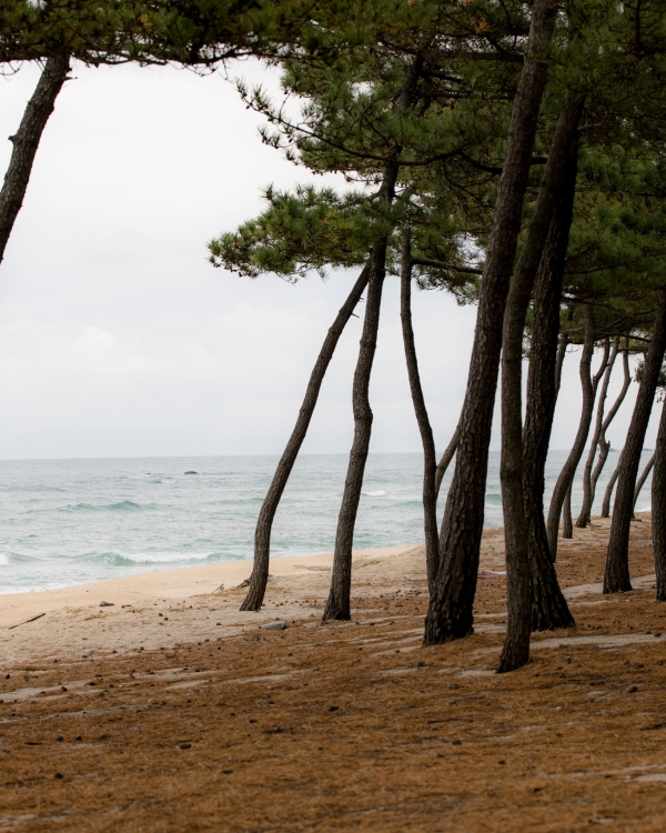 Serene coastal view of a pine forest by the ocean with leaning trees and sandy terrain.